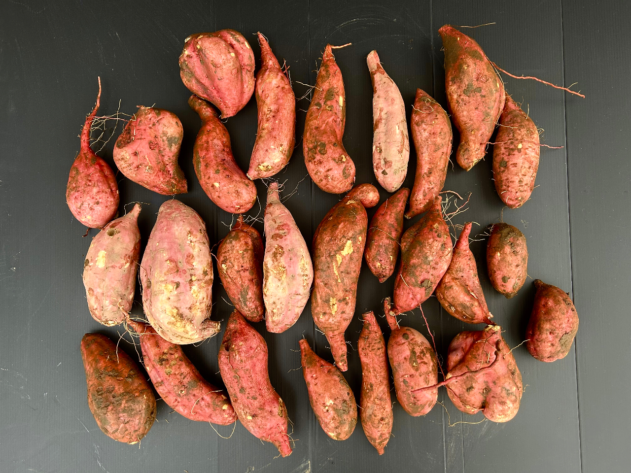 広げるとこんなにあります。紅あずま、紅はるか、安納芋、シルクスイートがあります。※こちらの画像は安納芋。何が掘れるかは掘ってみないとわかりません。