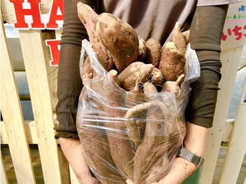 試し堀り。今年も袋いっぱいお持ち帰りできますよ〜