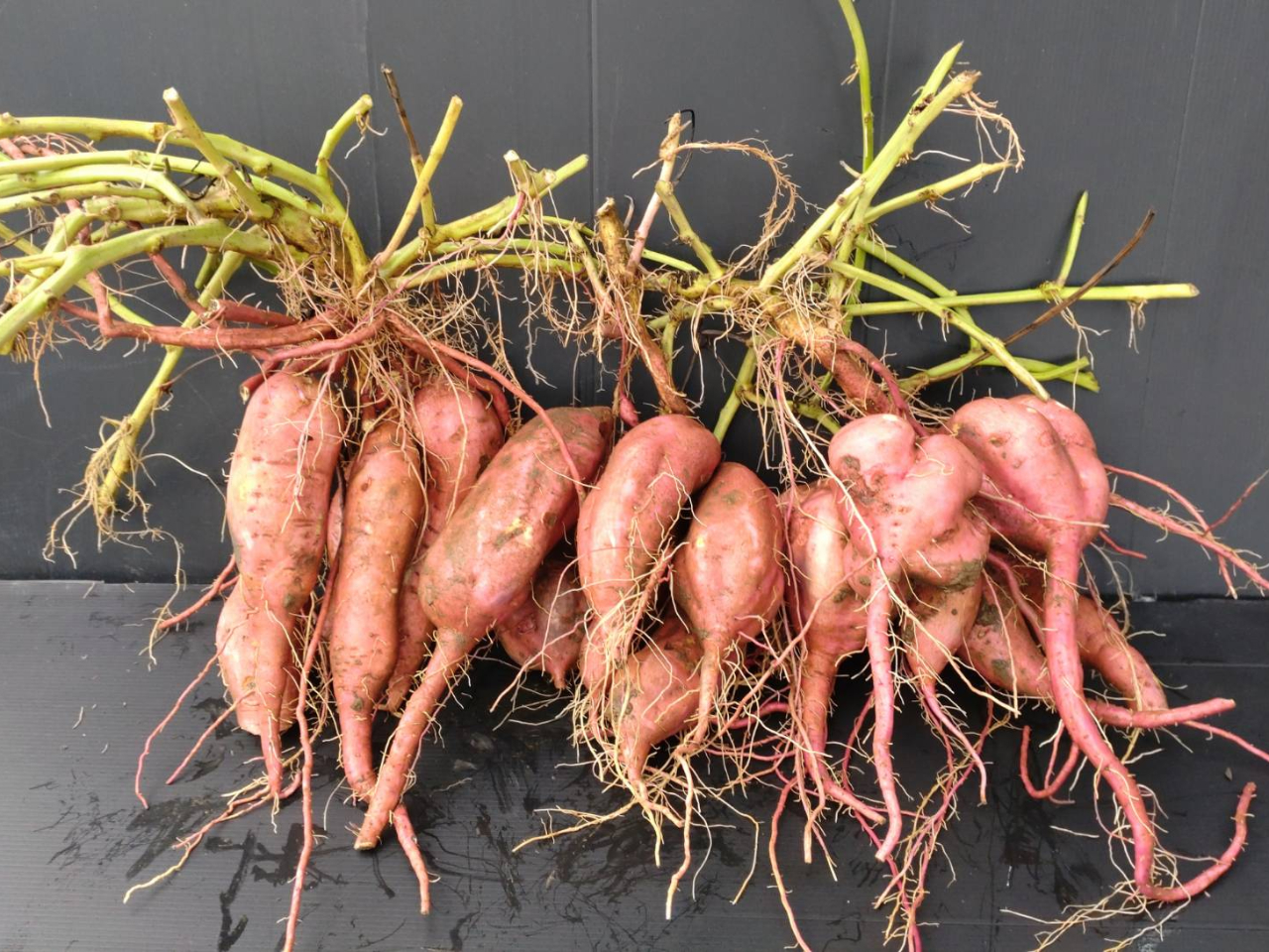 二株でこれだけっ!!場所によっては小さかったり少なかったりするので、そんなときにはスタッフに一声かけてくださいねっ!!