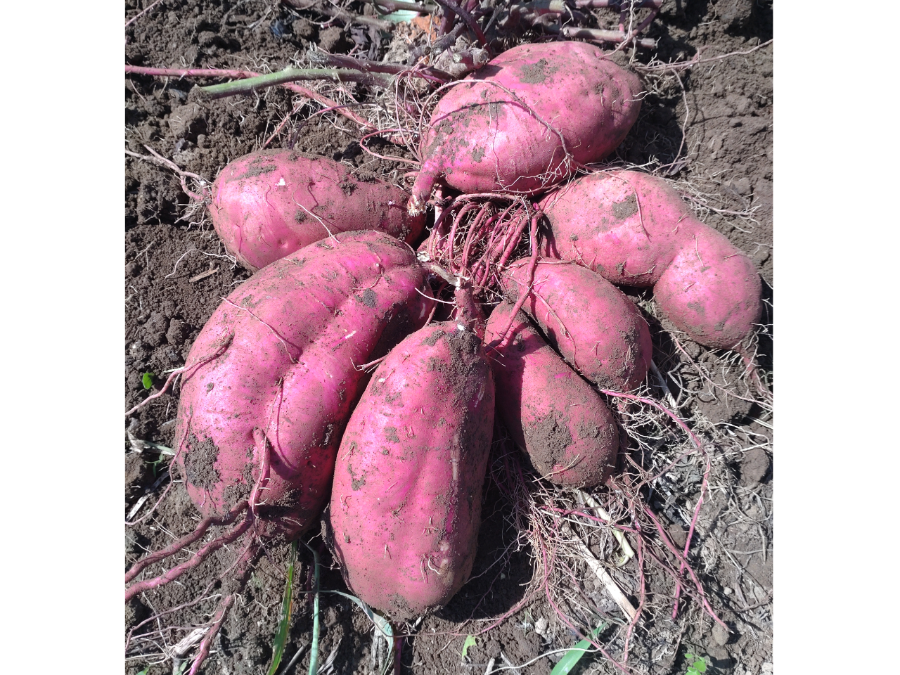 大人気☆収穫体験『さつまいも堀り』プラン!ファミリーにおすすめ☆埼玉県羽生市おす...