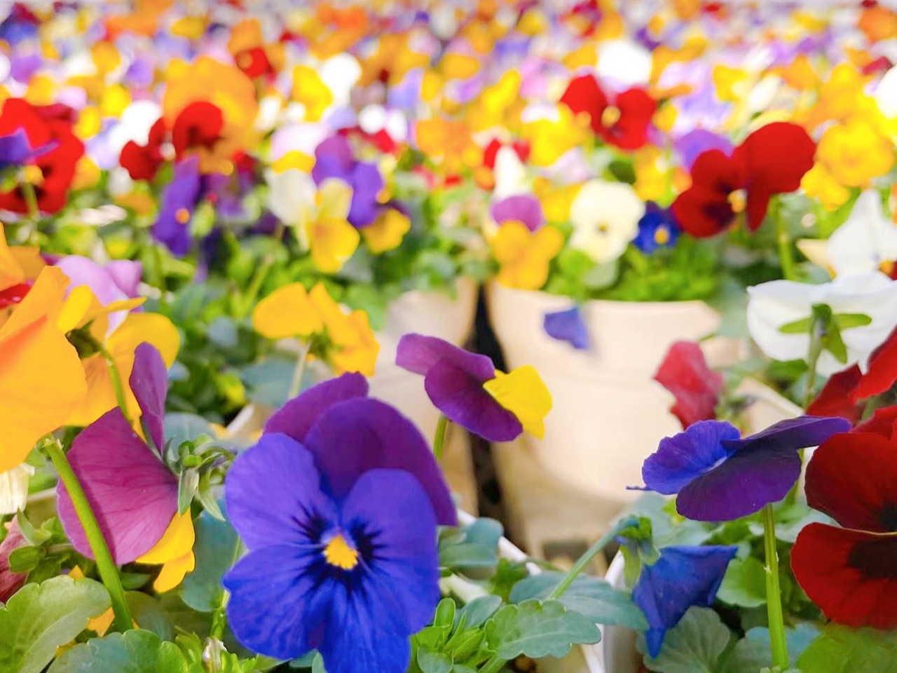 小さな園芸祭りですが、並んでいる鉢数は結構あるのですよ!! 地元に根付いたほんわかしたお祭りです。(2019年秋)