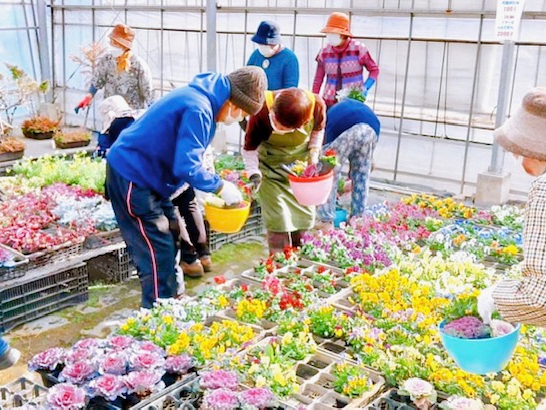 ハイフラワーで生産している花苗の販売ですから、園芸店のようなたくさんの品ぞろえではありません。ご了承ください。農場で育てている活き花たちに会いに来てください。