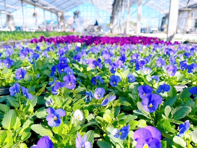 花売り場はイチゴハウスの奥と、今回から屋外にたくさん並びます。