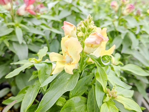 季節の花苗がたくさん並びます。お気に入りを見つけてください。