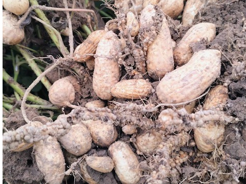 ゴロゴロたくさん落花生が付いた株が2株採れちゃいます!