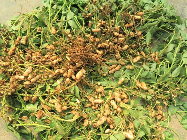 ひと株でこんなにたくさん採れますよ!!! ぷっくりと膨れた大粒落花生。おいしいのですよっ!!!