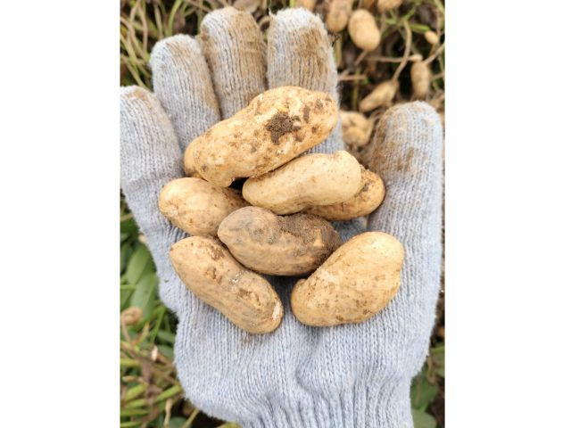 傫Ȏ́w܂x䥂ŗԐɂ͍ŋ̕iłII