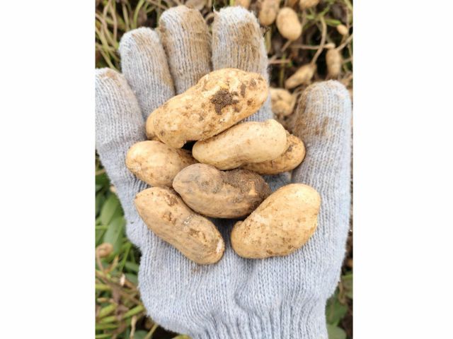 大きな実の『おおまさり』は茹で落花生には最強の品種です!!