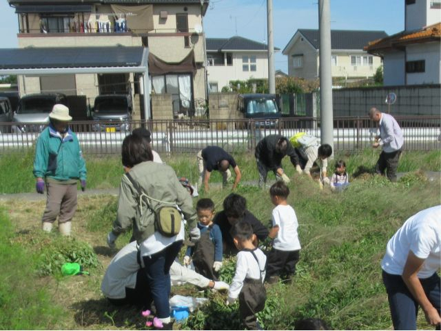 落花生を掘り上げたら、みんなで一つ一つむしって袋に入れますよ!お家に帰ったらよく洗って、茹で落花生にしてねっ!!