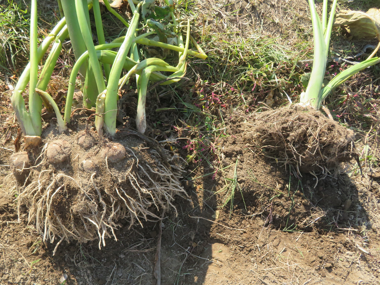 これは一昨年 の里芋です。おいしいですよぉ〜〜〜〜!!