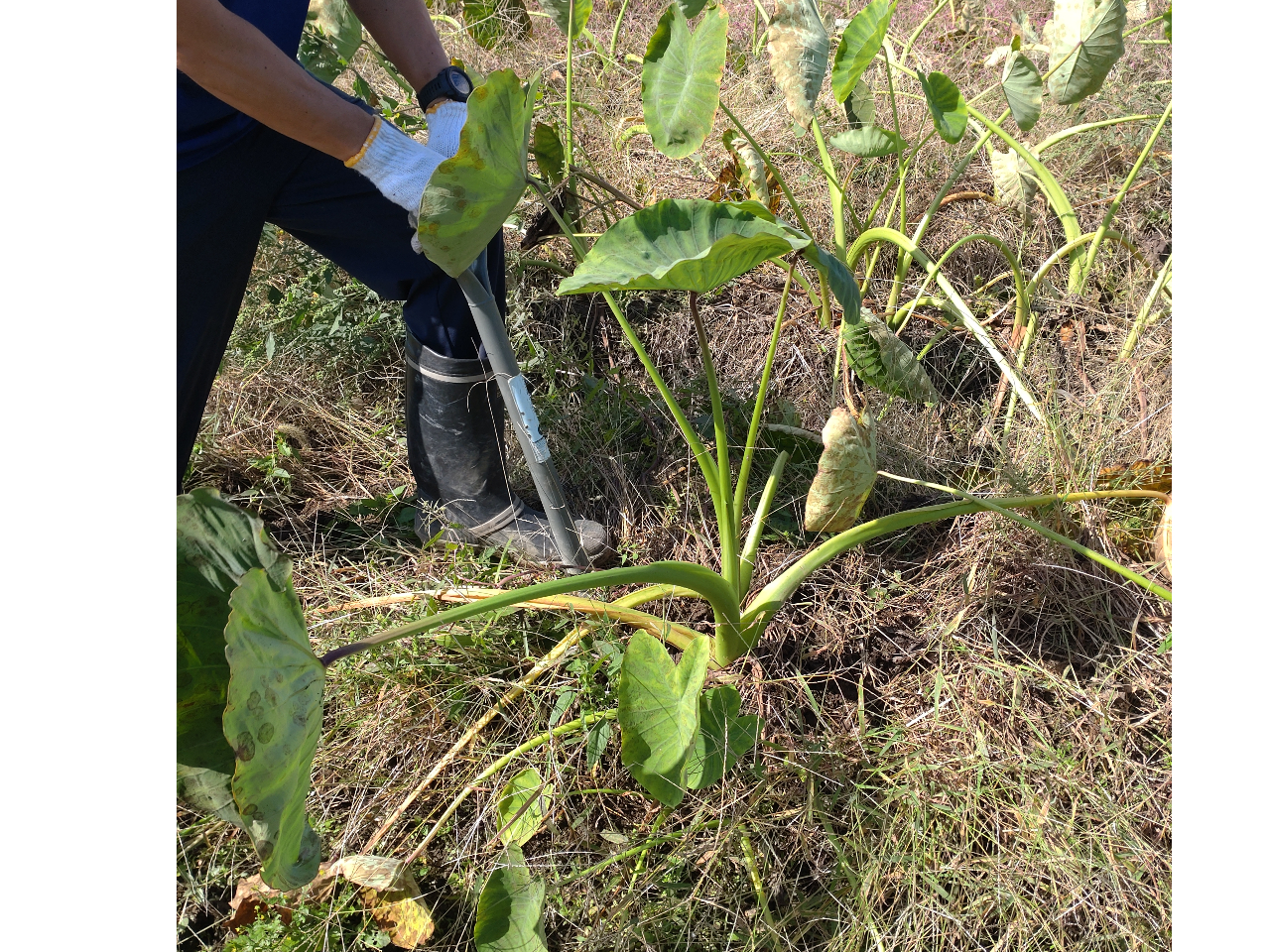 スコップを使って掘り上げていきます!