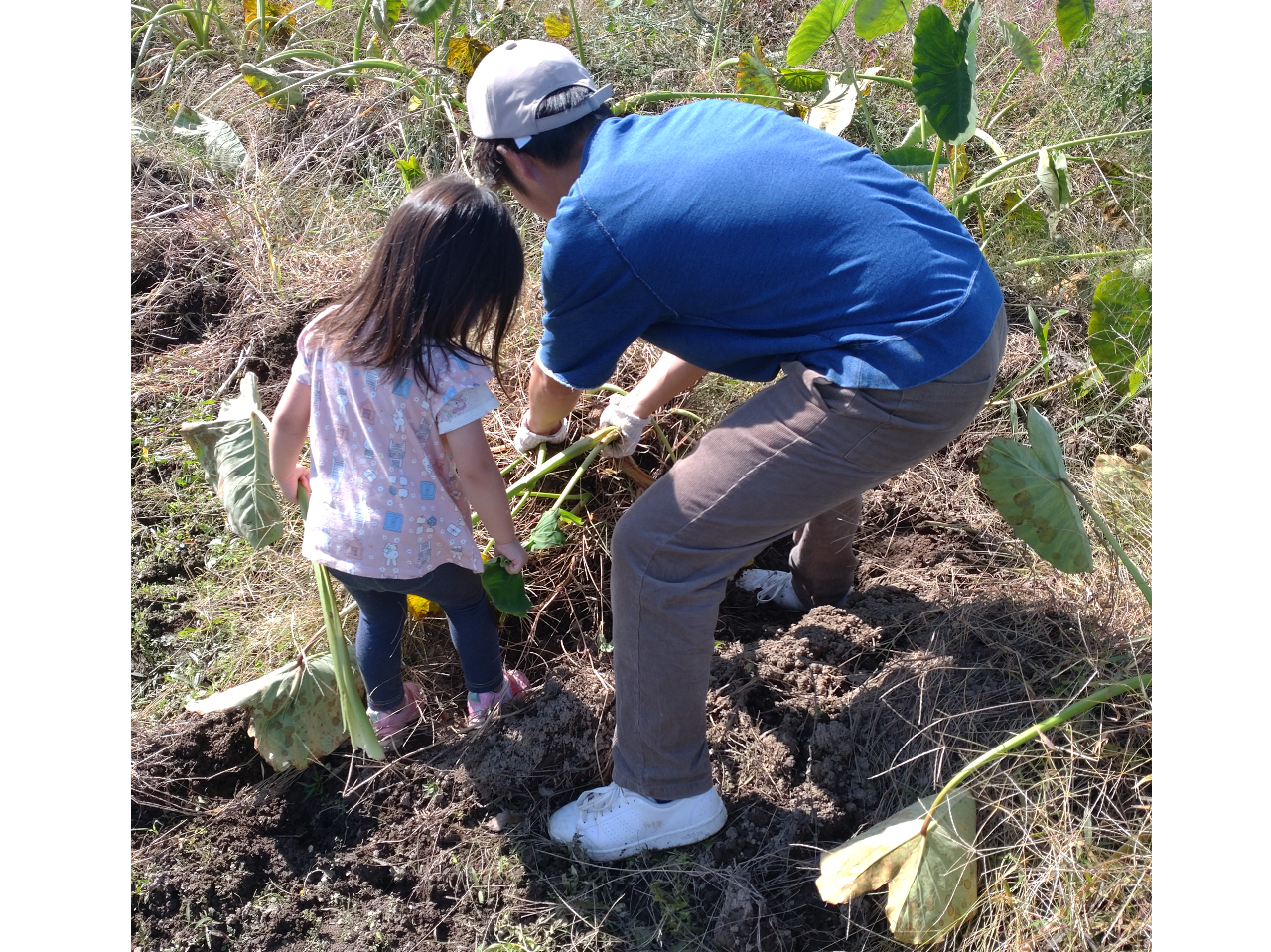 小さなお子さんも楽しく掘れます!