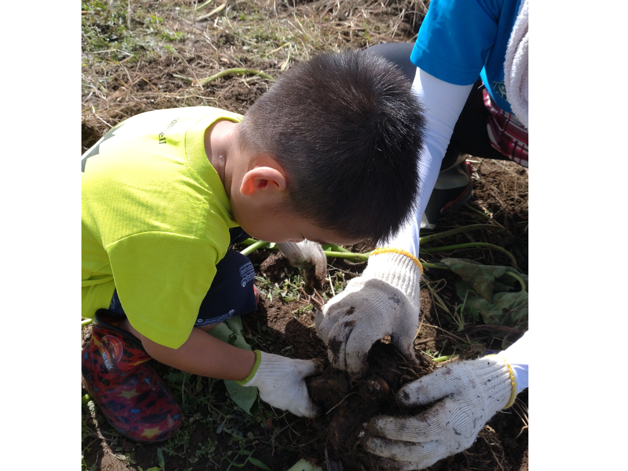 掘り上げたサトイモ、周りの小芋を取り外して袋へ詰めていきます。これが楽しくてお子さん達に大人気です!