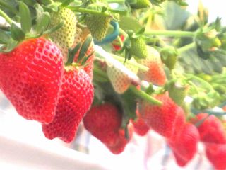 ウィルス対策に来園時にはまず手洗をお願いします。ハウスの中は自由に移動して11品種のイチゴ狩り。※時期や時間帯によって食べられる品種は限られることがあります。