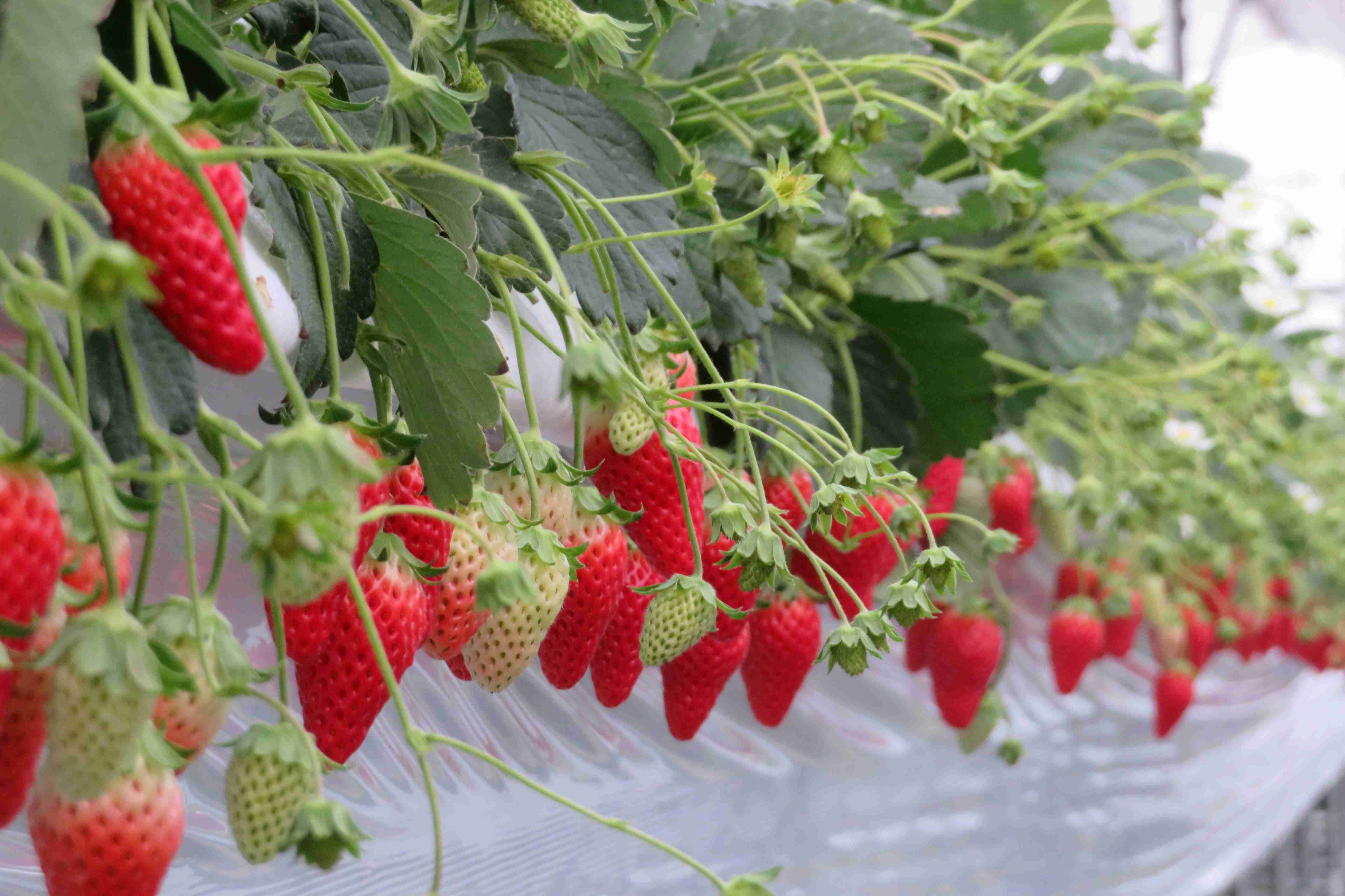 �C�`�S�̖��͖����Ⴂ�܂��B�����̂��������`�F�b�N�Ŕ엿�̔����������Ă��܂��B