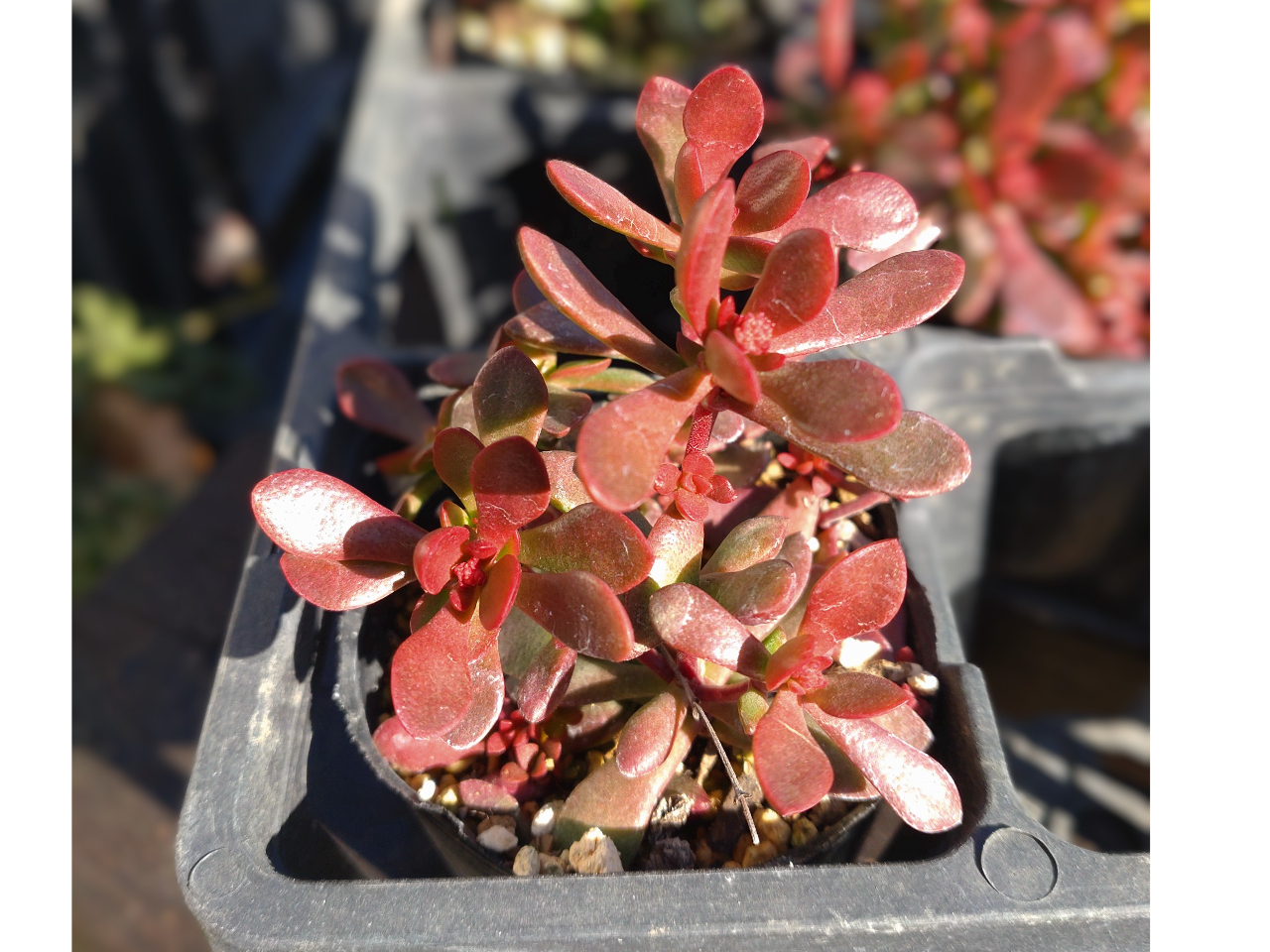 羽生×多肉狩り】お好きな多肉植物苗を持って帰っちゃうプラン