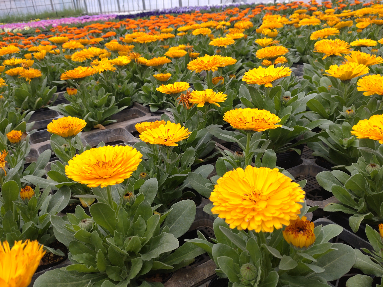 �Ԕ����̓n�C�t�����[���ԏ�t�߂̕ޏ��\�肵�Ă���܂��B