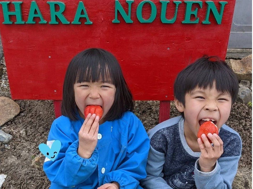 【岐阜・恵那/いちご狩り】3品種が30分間食べ放題☆持ち込みOK〈ファミリー・グ...