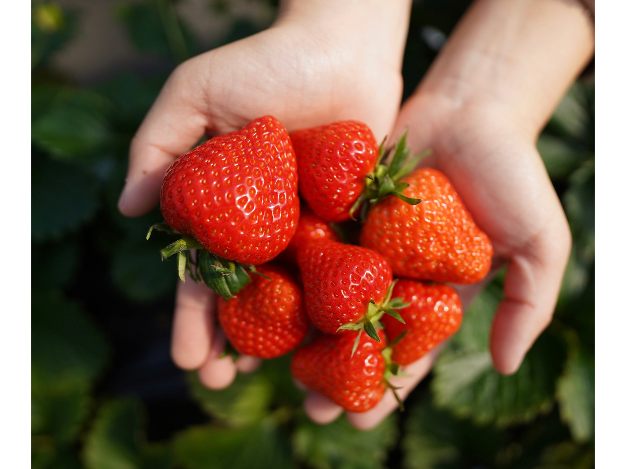 1�A2���̓C�`�S���������ƈ�̂ŁA�傫���C�`�S���������񂠂�܂��I