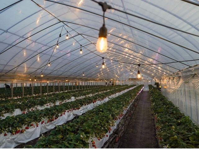 イルミネーションを施してあり幻想的な中いちご狩りが楽しめます♪