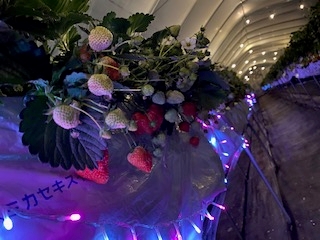 �J���t���ŃC���X�^�f���ԈႢ�Ȃ��I�I�I