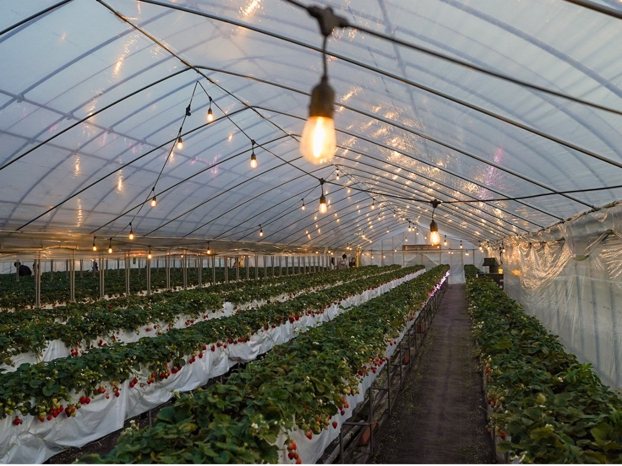 �C���~�l�[�V�������{���Ă��茶�z�I�Ȓ���������肪�y���߂܂���