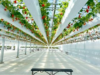 新ハウスは一部吊り下げ式のベンチを設置し、広々といちご狩りを楽しめます。頭上にはいちごが!