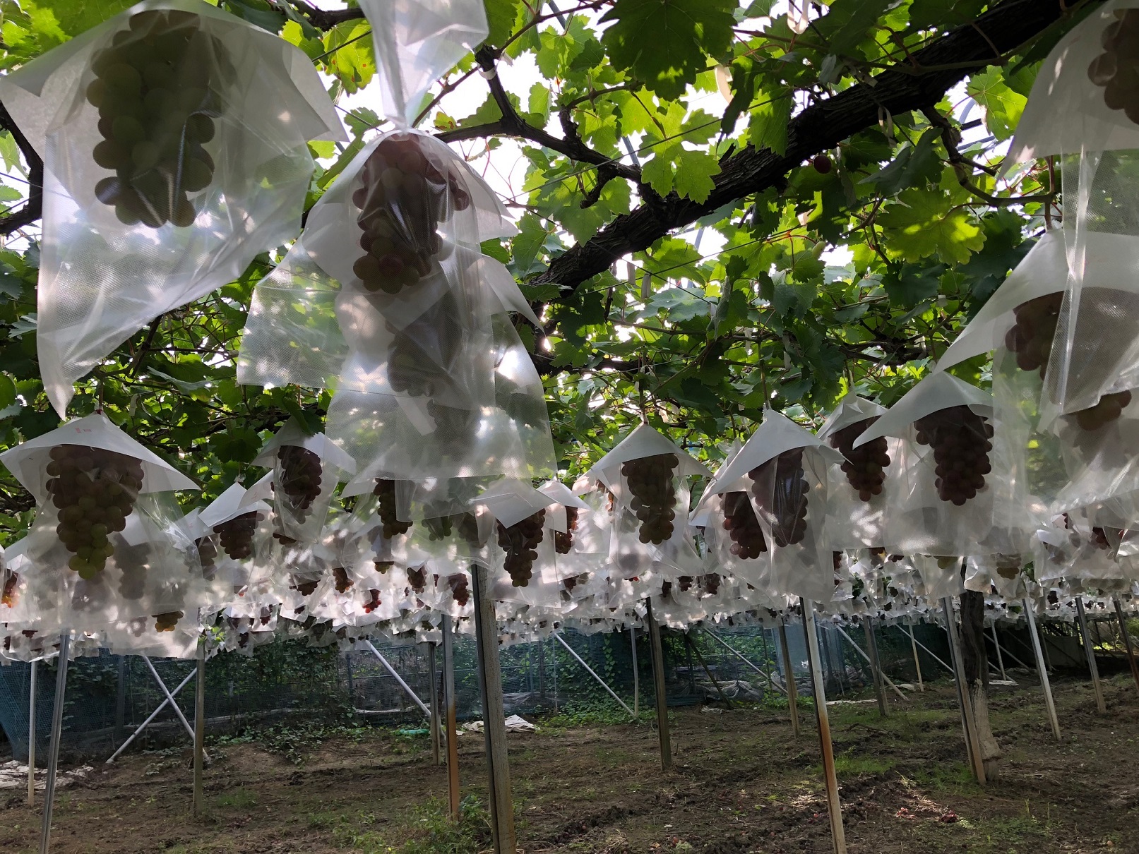 7{`9{܂ł͂Ԃǂ̒ȂĂ܂@Ă̗X҂Ă܂ˁ