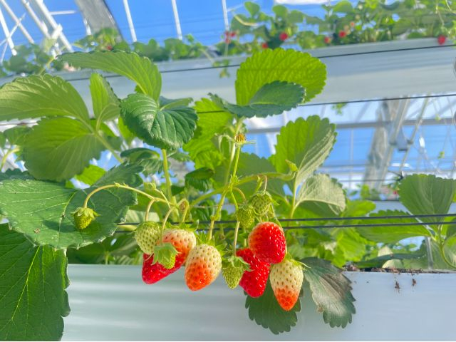 美味しいいちごを存分にお楽しみください♪