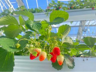 美味しいいちごを存分にお楽しみください♪