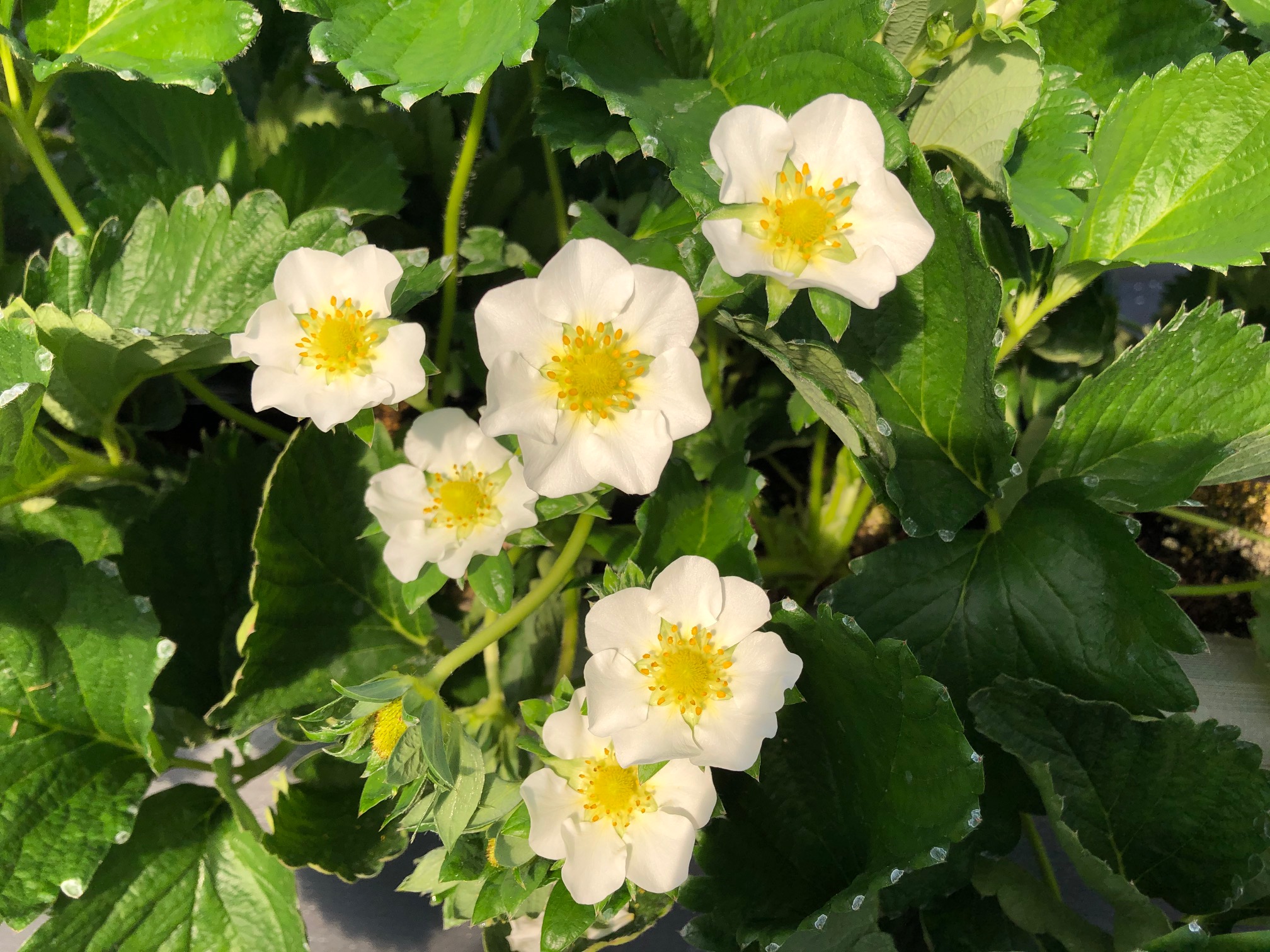 �����������̉ԁ�