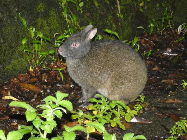 世界自然遺産 奄美 神秘の森のクロウサギナイトツアー 国の特別天然記念物アマミノクロウサギ遭遇率100 継続中 満天の星空観察も カップル ファミリー 女性におすすめ 奄美 ネイチャーガイド シュノーケリング カヌー ナイトツアー じゃらん遊び体験 世界自然遺産 奄美 神秘の森のクロウサギナイトツアー 国の特別天然記念物アマミノクロウサギ遭遇率100 継続中 満天の星空観察も カップル ファミリー 女性におすすめ 奄美 ネイチャーガイド シュノーケリング カヌー ナイトツアー じゃらん遊び体験