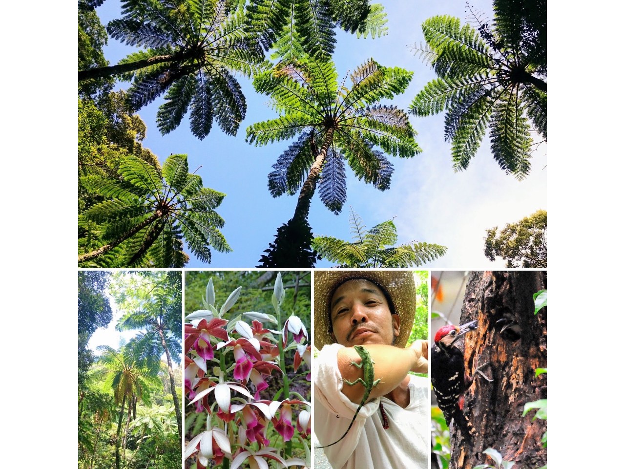 SW̃PnɂȂẪqJQwSQG߂̊󏭂Ȗ쐶VRLOEJPXԂЂEI[XgIIAJQEIIgcO~E󏭓̕