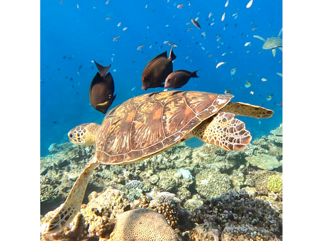 E~KȊOɂTSMы񌩂܂IGOPROLIvVōɂ߁IE~K₨ql̃cA[ʐ^͖Ńv[g܂