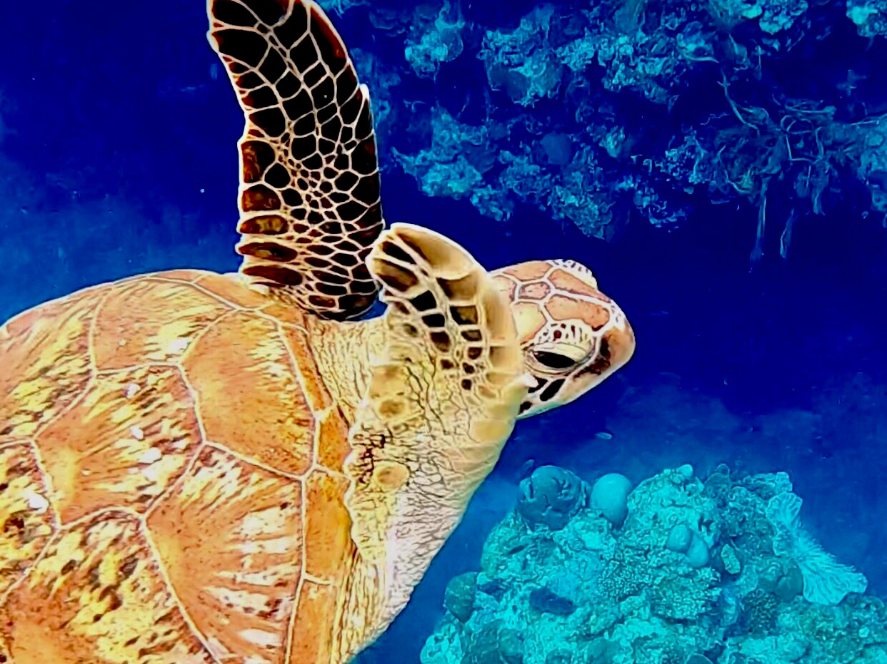 yC݂ɂ͂̐󐣂łMы͂񒇗ǂ̗DȃE~KZݒđ70炢łIiXƓyu[̊CŃE~KƉjI