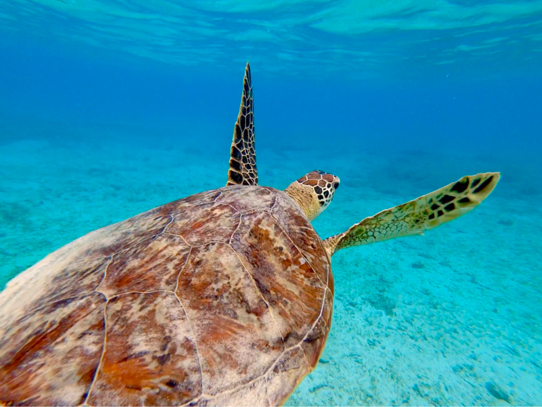 ̊CK͐SDꏏɉjƂł܂Bc20܂OKIS҂₨qlƑłS̔閧̃E~K|CgɈē܂B