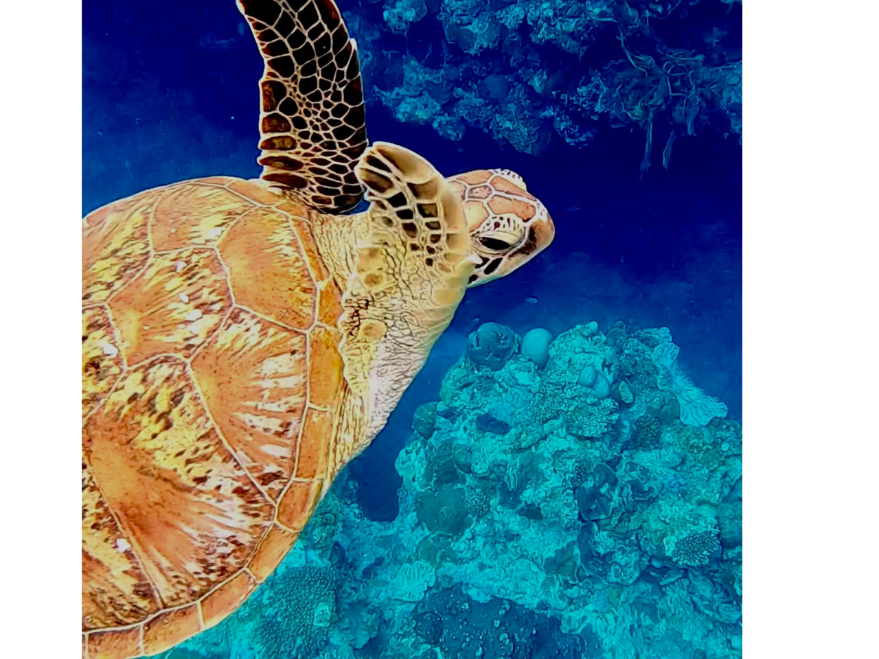 _Co[E㋉ҁEs[^[́E~KƉj{cA[܂I₢킹B