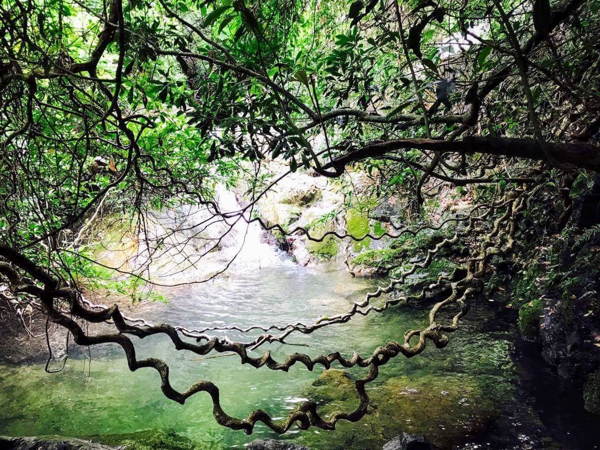 VRLOEWbNƓ̖؂̃f_}̑̎U􁄂y߂锼cA[łI̐ERYуGA𖞋i