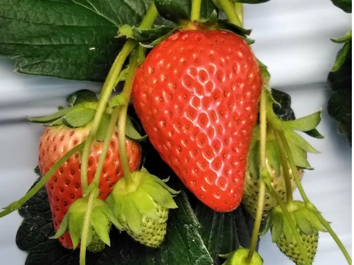 苺畑さん専用 365いちご