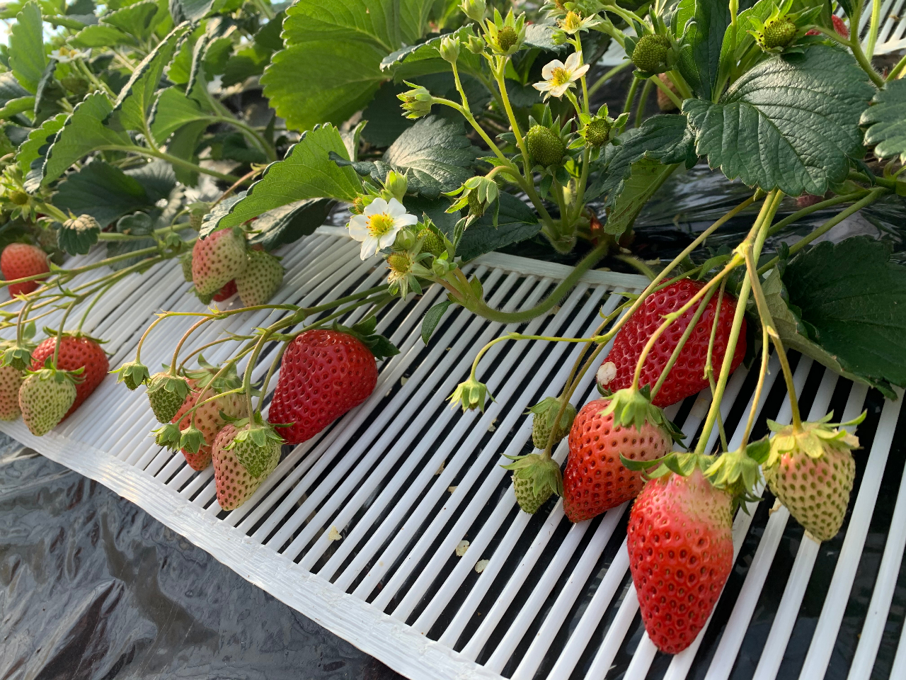 ���ꂩ��ǂ�ǂ�Ԃ��n���Ă����܂��I