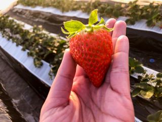 味自慢の紅ほっぺ♪