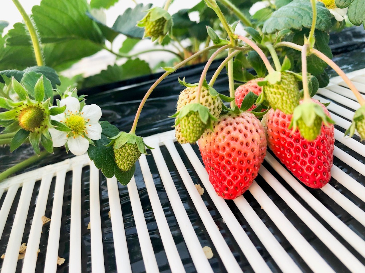 ���ꂩ��ǂ�ǂ�Ԃ��n���Ă����܂��I