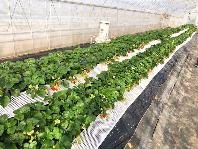 �n�E�X���͂���Ȋ�����