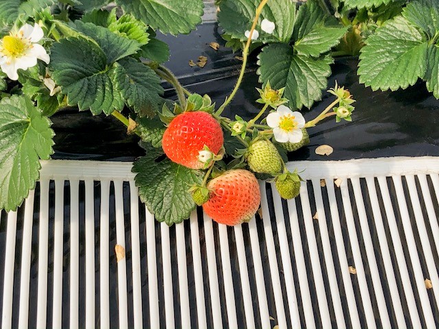 �D�����ԐF�̓��O(^^)/���ꂮ�炢�����n�ł��B