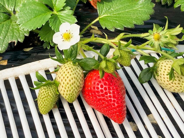 �Â��̃o�����X�ō��Ȃ�悢�P��