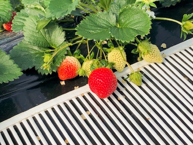 �R���ł͒����������I�H�����Ɖ����z��P(^^��