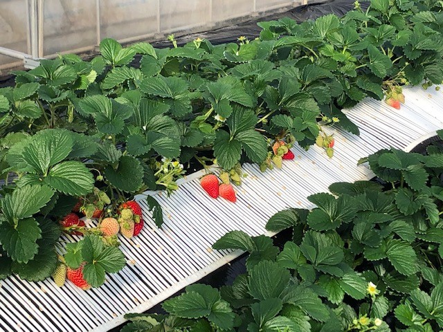 �S�̓I�ɐԂ��Ȃ��Ă��܂����[