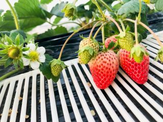 これからどんどん赤く熟していきます!