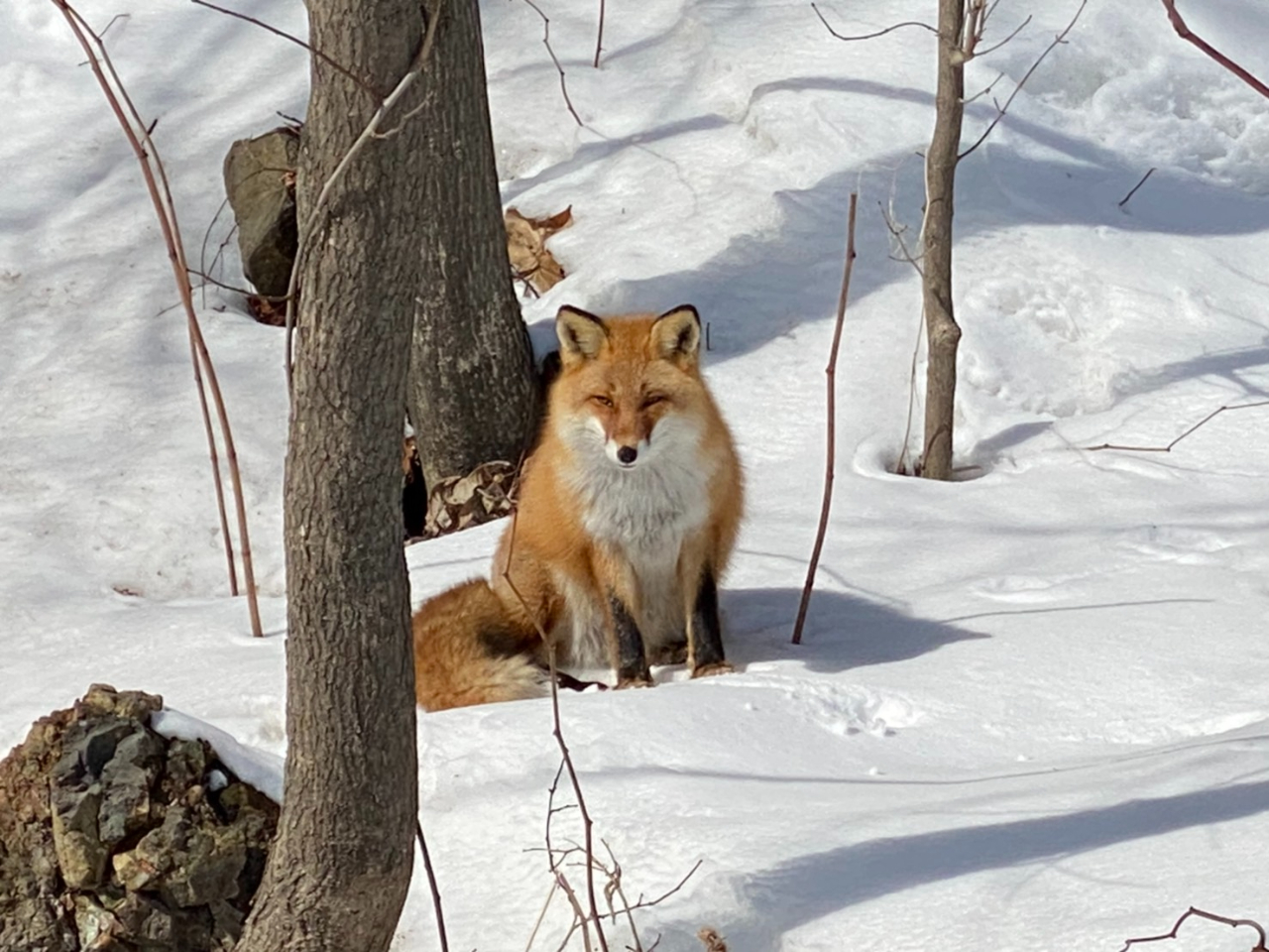 厩R̒̃Xm[V[A܂܂Ȗ쐶ɏo܂