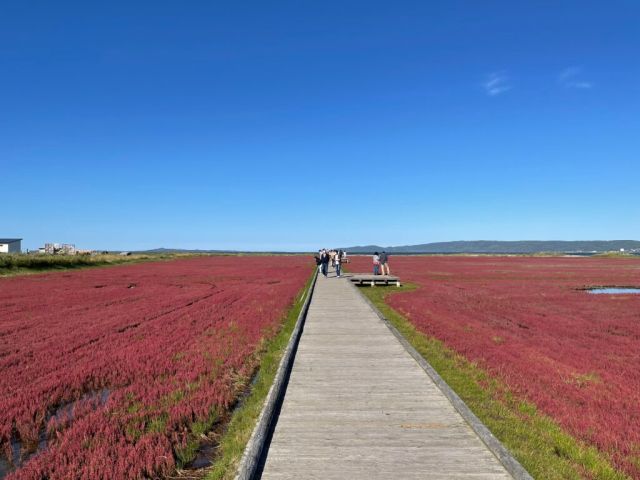 サンゴ草群生地(9月の紅葉風景)